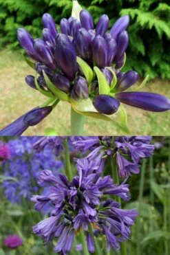 Purple Delight Agapanthus (Lily Of The Nile) - 2 Gallon Pot 11 Purple Delight Agapanthus (Lily Of The Nile) - 2 Gallon Pot -Leafy Joy Shop agapanthus purple delight 4