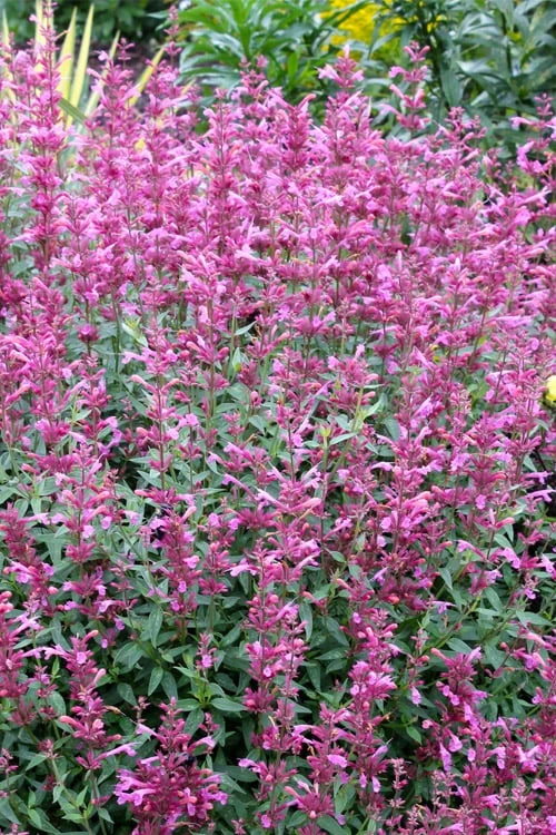 Rosie Posie Agastache (Hummingbird Mint) - 1 Gallon Pot 9 Rosie Posie Agastache (Hummingbird Mint) - 1 Gallon Pot - Image 7