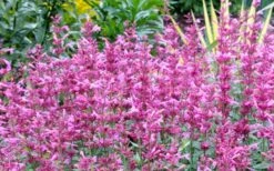 Rosie Posie Agastache (Hummingbird Mint) - 1 Gallon Pot 18 Rosie Posie Agastache (Hummingbird Mint) - 1 Gallon Pot -Leafy Joy Shop agastache rosie posie hummingbird mint 7