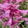 Rosie Posie Agastache (Hummingbird Mint) - 1 Gallon Pot -Leafy Joy Shop agastache rosie posie hummingbird mint 8