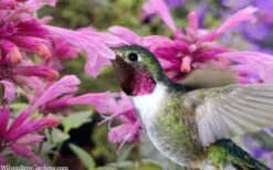 Rosie Posie Agastache (Hummingbird Mint) - 1 Gallon Pot 14 Rosie Posie Agastache (Hummingbird Mint) - 1 Gallon Pot -Leafy Joy Shop agastache rosie posie hummingbird mint 9