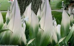 Snowcap Cast Iron Plant (Aspidistra Elatior 'Snowcap') - 3 Gallon Pot -Leafy Joy Shop aspidistra elatior snow cap cast iron plant 2