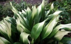 Snowcap Cast Iron Plant (Aspidistra Elatior 'Snowcap') - 3 Gallon Pot -Leafy Joy Shop aspidistra elatior snow cap cast iron plant 3
