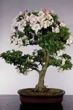 Joga Satsuki Azalea - 3 Gallon Pot 12 Joga Satsuki Azalea - 3 Gallon Pot -Leafy Joy Shop azalea