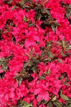 Arctic Rose Azalea - 3 Gallon Pot 13 Arctic Rose Azalea - 3 Gallon Pot -Leafy Joy Shop azalea arctic rose 3