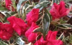 Arctic Rose Azalea - 3 Gallon Pot 12 Arctic Rose Azalea - 3 Gallon Pot -Leafy Joy Shop azalea arctic rose 4