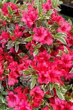 Arctic Rose Azalea - 3 Gallon Pot 11 Arctic Rose Azalea - 3 Gallon Pot -Leafy Joy Shop azalea arctic rose 5
