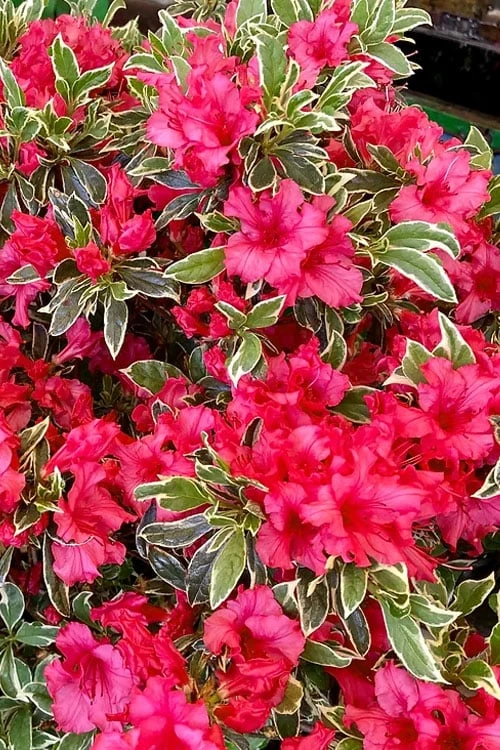 Arctic Rose Azalea - 3 Gallon Pot 6 Arctic Rose Azalea - 3 Gallon Pot - Image 4