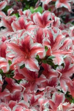 Ben Morrison Azalea - 3 Gallon Pot -Leafy Joy Shop azalea ben morrison 1