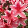 Ben Morrison Azalea - 3 Gallon Pot -Leafy Joy Shop azalea ben morrison 2