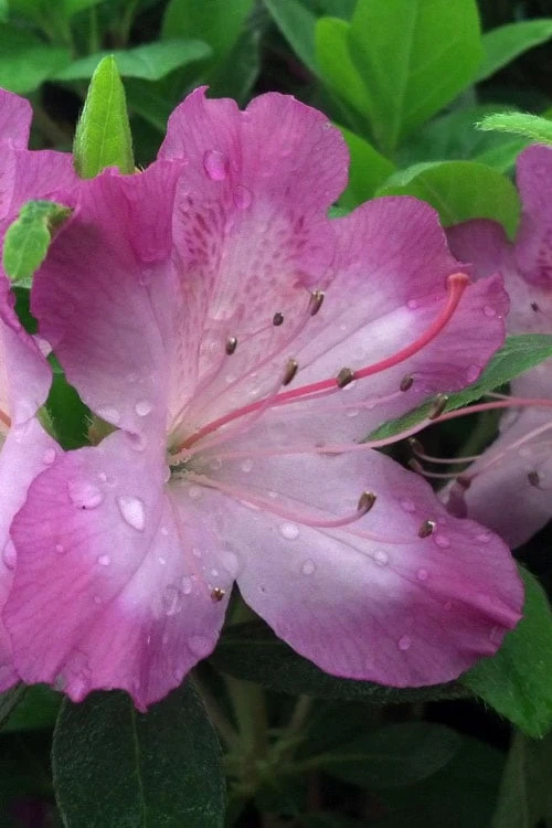 Fawn Azalea - 2 Gallon Pot 3 Fawn Azalea - 2 Gallon Pot