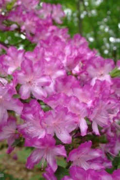 Fawn Azalea - 2 Gallon Pot 13 Fawn Azalea - 2 Gallon Pot -Leafy Joy Shop azalea fawn 6