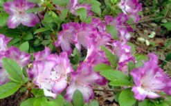 Fawn Azalea - 2 Gallon Pot 12 Fawn Azalea - 2 Gallon Pot -Leafy Joy Shop azalea fawn 7