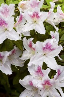 Joga Satsuki Azalea - 3 Gallon Pot 11 Joga Satsuki Azalea - 3 Gallon Pot -Leafy Joy Shop azalea joga 1