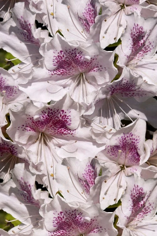 Joga Satsuki Azalea - 3 Gallon Pot 8 Joga Satsuki Azalea - 3 Gallon Pot - Image 6