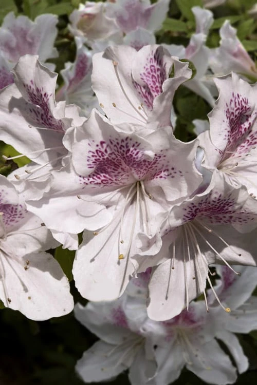 Joga Satsuki Azalea - 3 Gallon Pot 3 Joga Satsuki Azalea - 3 Gallon Pot