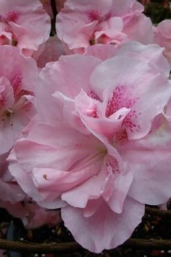 Nancy Of Robin Hill Azalea - 2 Gallon Pot -Leafy Joy Shop azalea nancy at robin hill 1