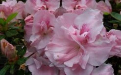 Nancy Of Robin Hill Azalea - 2 Gallon Pot -Leafy Joy Shop azalea nancy of robin hill 3