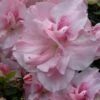 Nancy Of Robin Hill Azalea - 2 Gallon Pot -Leafy Joy Shop azalea nancy of robin hill 4