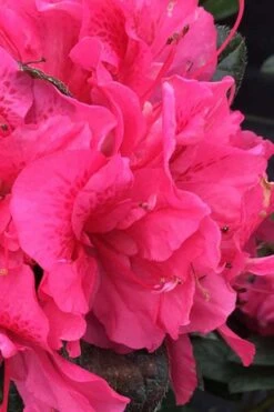 Perfecto Mundo Double Dark Pink Reblooming Azalea - 2 Gallon Pot -Leafy Joy Shop azalea perfecto mundo double dark pink 1