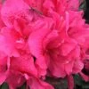Perfecto Mundo Double Dark Pink Reblooming Azalea - 2 Gallon Pot -Leafy Joy Shop azalea perfecto mundo double dark pink 2