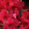 Vivid Azalea - 1 Gallon Pot -Leafy Joy Shop azalea vivid red 1