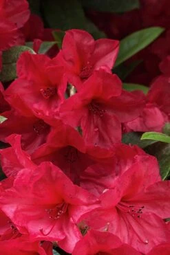 Vivid Azalea - 1 Gallon Pot -Leafy Joy Shop azalea vivid red 2