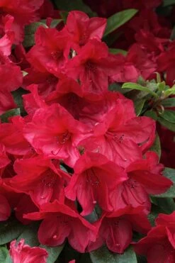 Vivid Azalea - 1 Gallon Pot -Leafy Joy Shop azalea vivid red 3