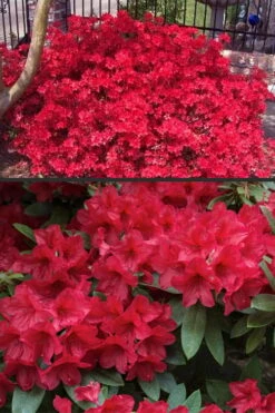 Vivid Azalea - 1 Gallon Pot -Leafy Joy Shop azalea vivid red 4