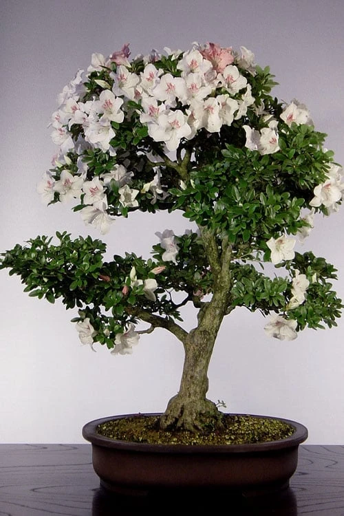 Joga Satsuki Azalea - 3 Gallon Pot 7 Joga Satsuki Azalea - 3 Gallon Pot - Image 5