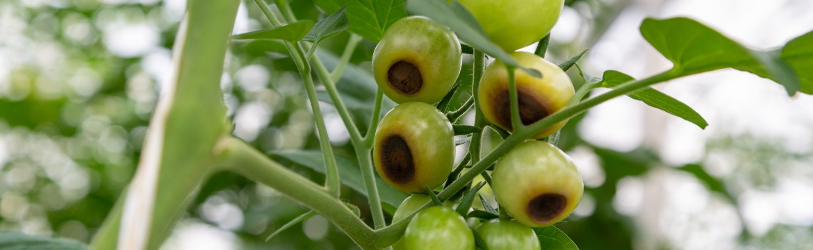 Front Page -Leafy Joy Shop banner405