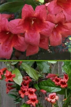 Shalimar Red Crossvine - Bignonia Capreolata - 2 Gallon Pot 13 Shalimar Red Crossvine - Bignonia Capreolata - 2 Gallon Pot -Leafy Joy Shop bignonia shalimar red crossvine 500x750 1