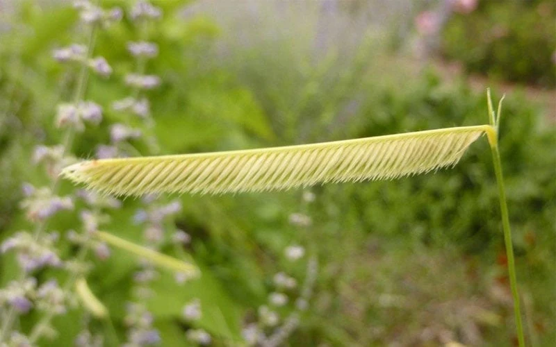 Blonde Ambition Blue Grama Grass (Bouteloua Gracilis) - 1 Gallon Pot 10 Blonde Ambition Blue Grama Grass (Bouteloua Gracilis) - 1 Gallon Pot - Image 8