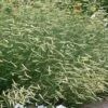 Blonde Ambition Blue Grama Grass (Bouteloua Gracilis) - 1 Gallon Pot -Leafy Joy Shop bouteloua gracilis blonde ambition grama grass 5