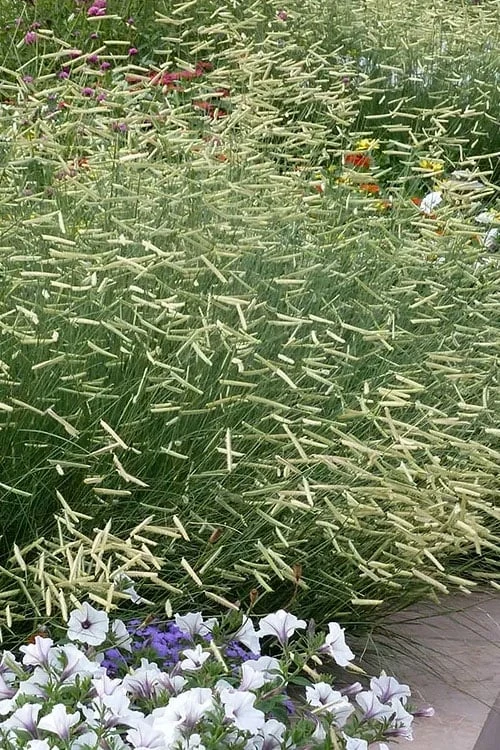 Blonde Ambition Blue Grama Grass (Bouteloua Gracilis) - 1 Gallon Pot 3 Blonde Ambition Blue Grama Grass (Bouteloua Gracilis) - 1 Gallon Pot