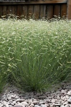 Blonde Ambition Blue Grama Grass (Bouteloua Gracilis) - 1 Gallon Pot 14 Blonde Ambition Blue Grama Grass (Bouteloua Gracilis) - 1 Gallon Pot -Leafy Joy Shop bouteloua gracilis blonde ambition grama grass 6