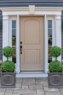 Common Boxwood 2-Ball Poodle Tier Topiary (Buxus Sempervirens) - 3 Gallon Pot (Short) 9 Common Boxwood 2-Ball Poodle Tier Topiary (Buxus Sempervirens) - 3 Gallon Pot (Short) -Leafy Joy Shop boxwood two ball poodle tier 2