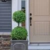 Common Boxwood 2-Ball Poodle Tier Topiary (Buxus Sempervirens) - 3 Gallon Pot (Short) -Leafy Joy Shop boxwood two ball poodle tier 3