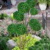 Green Mountain Boxwood Pom Pom Topiary - 7 Gallon Pot -Leafy Joy Shop buxus green mountain boxwood pom pom topiary 2