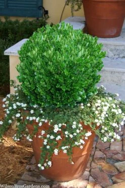 Richard Boxwood (Buxus Harlandii) - 3 Gallon Pot -Leafy Joy Shop buxus harlandii richard dwarf boxwood 4