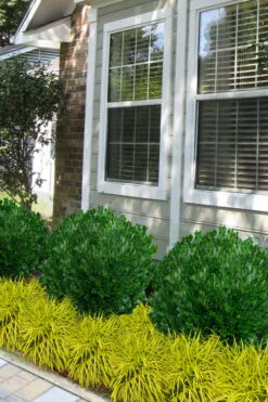 Richard Boxwood (Buxus Harlandii) - 3 Gallon Pot -Leafy Joy Shop buxus harlandii richard dwarf boxwood 5