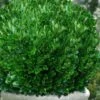 Richard Boxwood (Buxus Harlandii) - 3 Gallon Pot -Leafy Joy Shop buxus harlandii richard dwarf boxwood 6