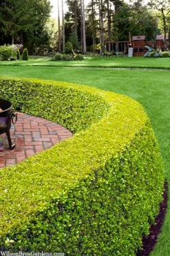 Golden Triumph Variegated Dwarf Boxwood - 3 Gallon Pot 11 Golden Triumph Variegated Dwarf Boxwood - 3 Gallon Pot -Leafy Joy Shop buxus microphylla golden triumph boxwood hedge 2