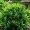 Little Missy Dwarf Boxwood - 6 Pack Of 1 Gallon Pots -Leafy Joy Shop buxus microphylla little missy dwarf boxwood 1 1
