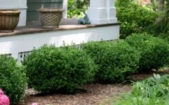 Little Missy Dwarf Boxwood - 6 Pack Of 1 Gallon Pots 12 Little Missy Dwarf Boxwood - 6 Pack Of 1 Gallon Pots -Leafy Joy Shop buxus microphylla little missy dwarf boxwood 5 1