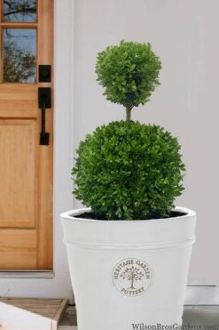 Dwarf English Boxwood Two-Ball Poodle Tier Topiary - 3 Gallon Pot 10 Dwarf English Boxwood Two-Ball Poodle Tier Topiary - 3 Gallon Pot -Leafy Joy Shop buxus sempervirens suffriticosa standard two ball topiary boxwood 5