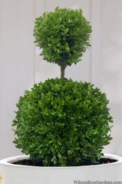 Dwarf English Boxwood Two-Ball Poodle Tier Topiary - 3 Gallon Pot 11 Dwarf English Boxwood Two-Ball Poodle Tier Topiary - 3 Gallon Pot -Leafy Joy Shop buxus sempervirens suffruticosa standard two ball topiary boxwood 10
