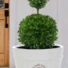 Dwarf English Boxwood Two-Ball Poodle Tier Topiary - 3 Gallon Pot -Leafy Joy Shop buxus sempervirens suffruticosa standard two ball topiary boxwood 4
