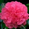 Anticipation Camellia - 3 Gallon Pot 1 Anticipation Camellia - 3 Gallon Pot -Leafy Joy Shop camellia anticipation 2