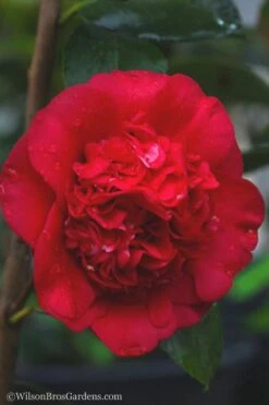 April Tryst Camellia Japonica - 7 Gallon Pot (3-4') 11 April Tryst Camellia Japonica - 7 Gallon Pot (3-4') -Leafy Joy Shop camellia april tryst 21